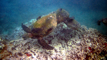 Maui Underwater Album 2010